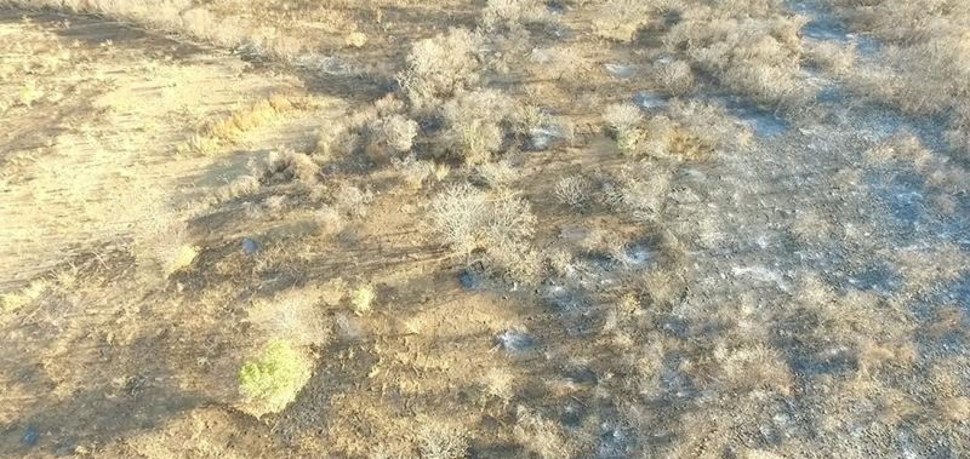 Plantação de maconha descoberta por drone abastecia Picos e Jaicós