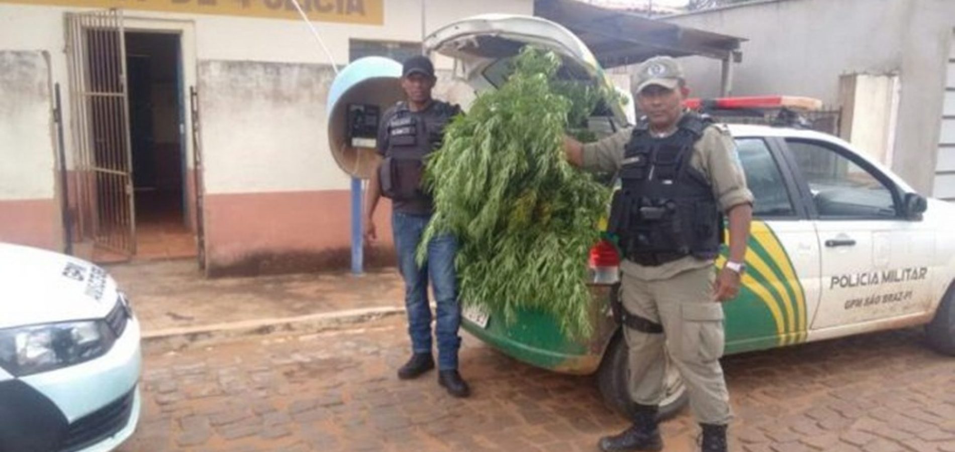 Agricultor preso com plantação de maconha no interior do Piauí diz que erva era pra fazer chá