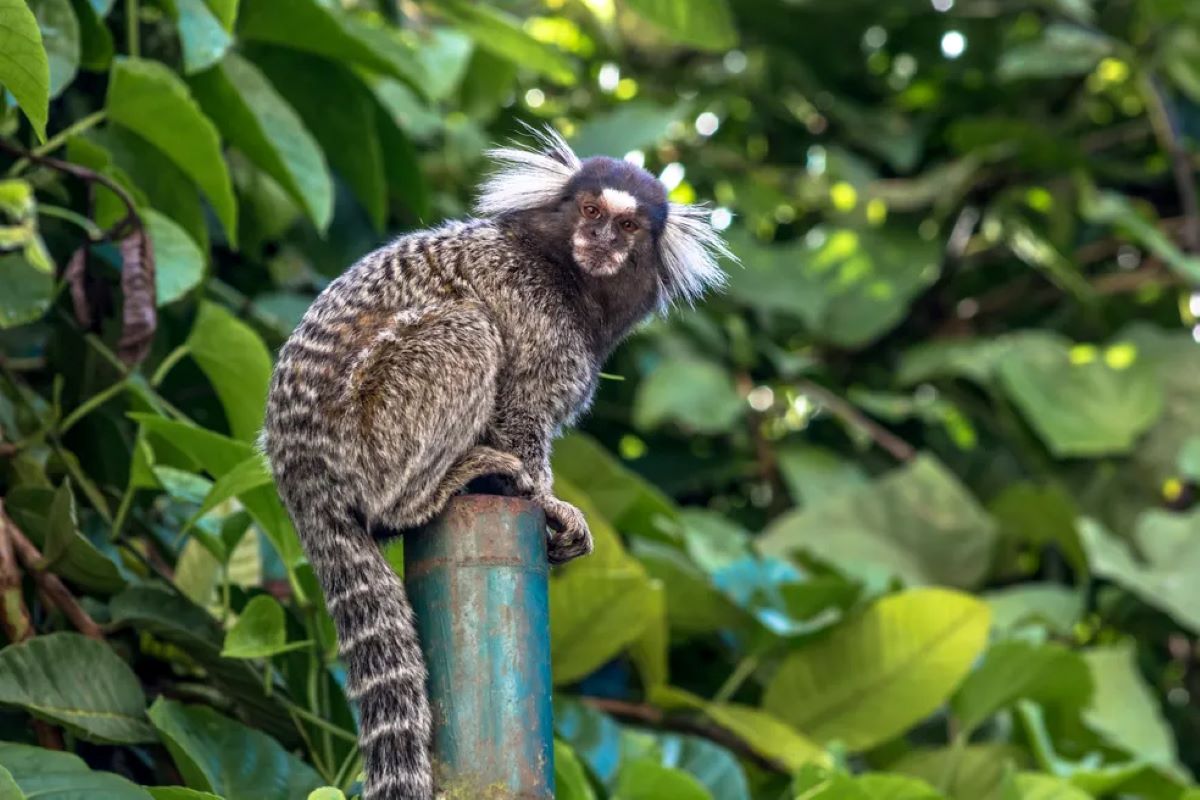 Macacos saguis são encontrados mortos em Floriano, Piauí, e suspeita é de  intoxicação, Piauí